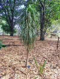 Beaucarnea goldmanii image